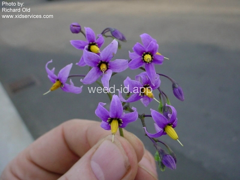 nightshade, bittersweet